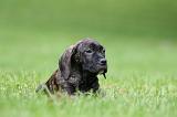 CANE CORSO 1195
